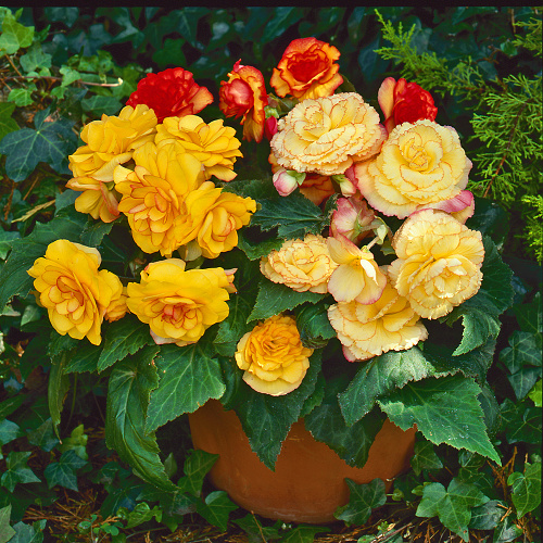 Begonia Tuberosa On Top Sunset Shades 20 semien